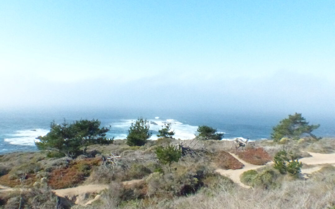 Von San Francisco nach Los Angeles: wilde Küste, wilde Tiere und wilde Wellen