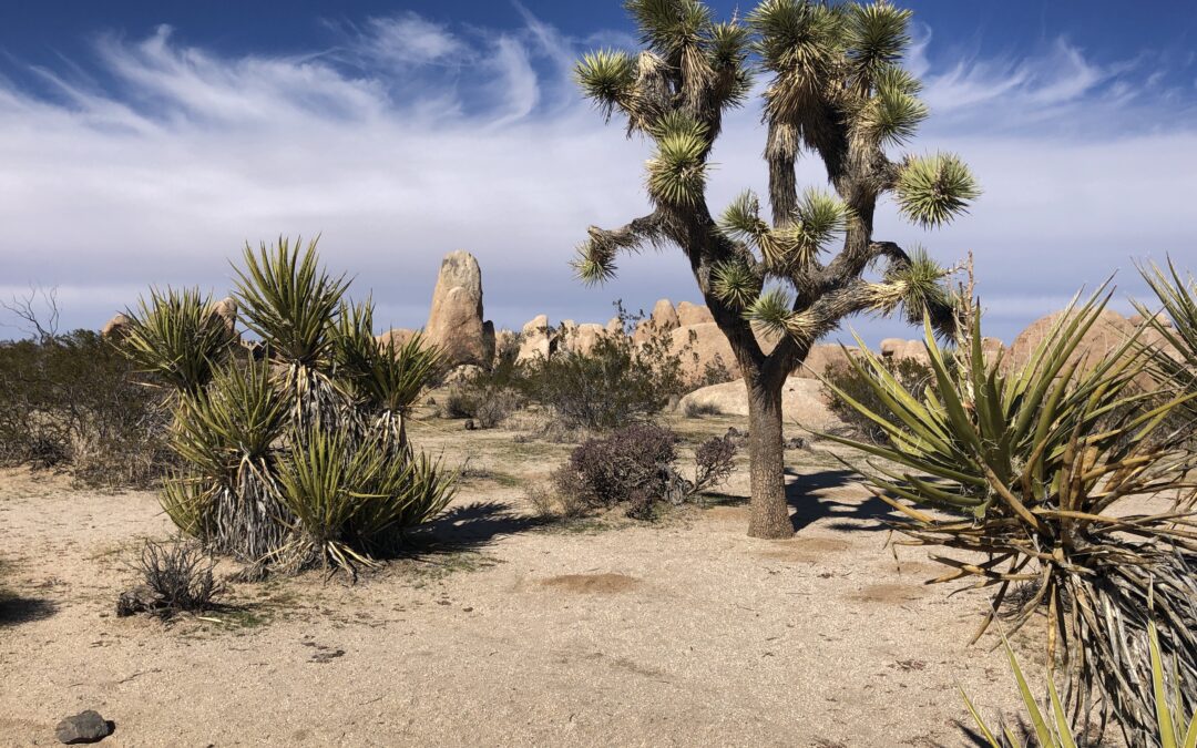Coachella Valley und Joshua Tree National Park – Wüste, Wasser, wilde Palmen